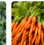 Fresh Carrots