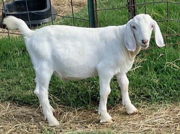 Angora Goats for Sale