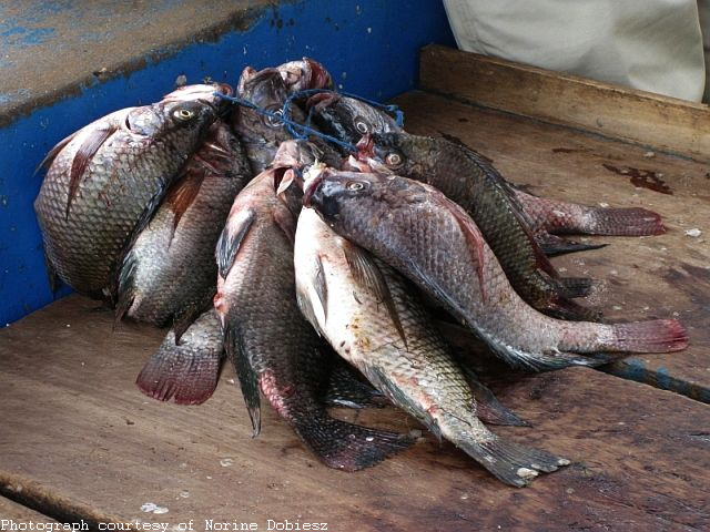 Large Nyar Mommy - Tilapia Fresh Fish from Lake Victoria