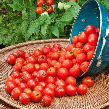Fresh grasde A Tomatoes - 100k